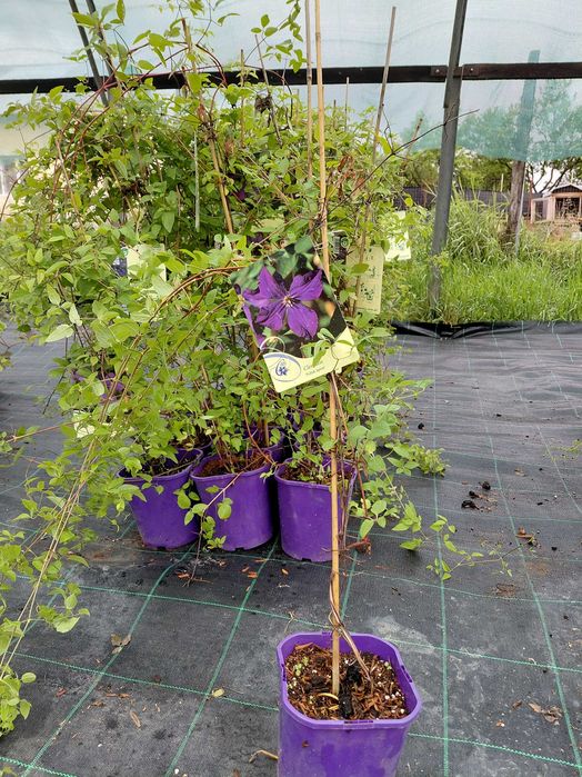 Clematite  "Polish Spirit"