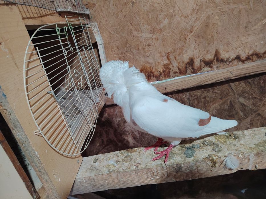 Vând porumbei de ornament din mai multe rase