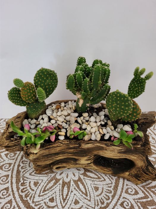 Продам комнатые растения (суккуленты)