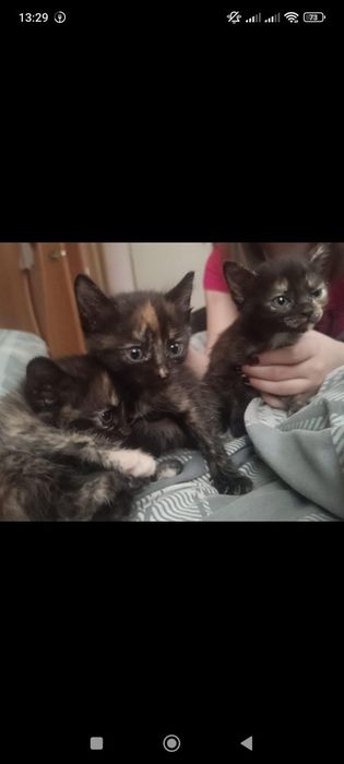 Отдаю 3 котят, все девочки, необычный окрас,