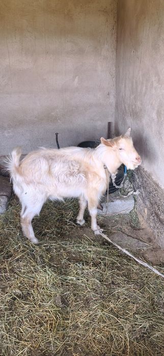 Теке, козёл козел ешки ешкі