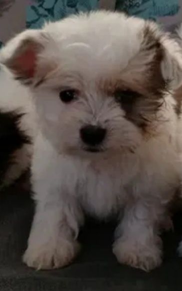 Bichon Havanez cu pedigree