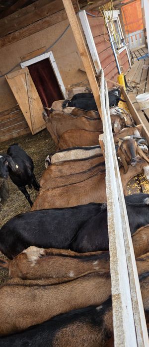 Capre anglo nubiene cu pedigree