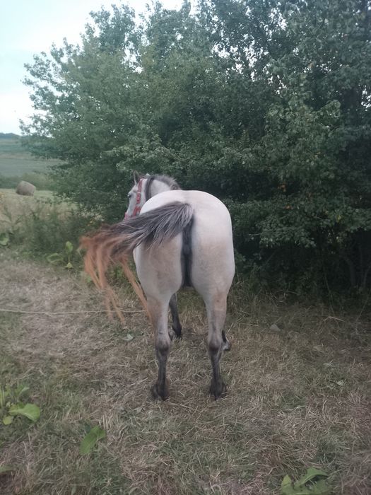 Iapa de vânzare  gestanta