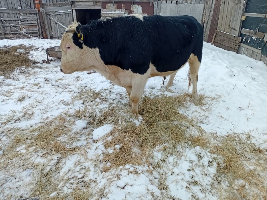 Продам Продам Продам Продам .