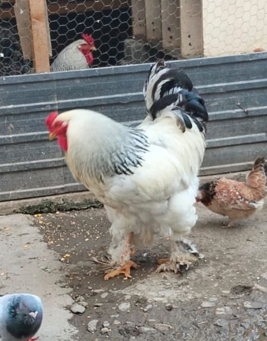 Vând schimb  cocoși brahma herminat deschis