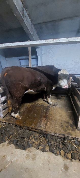 Продаётся породистый племенной бык