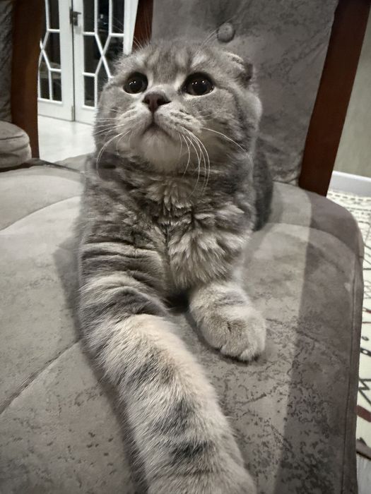 Srochna mushugimmi sotaman. Skottish fold toza paroda