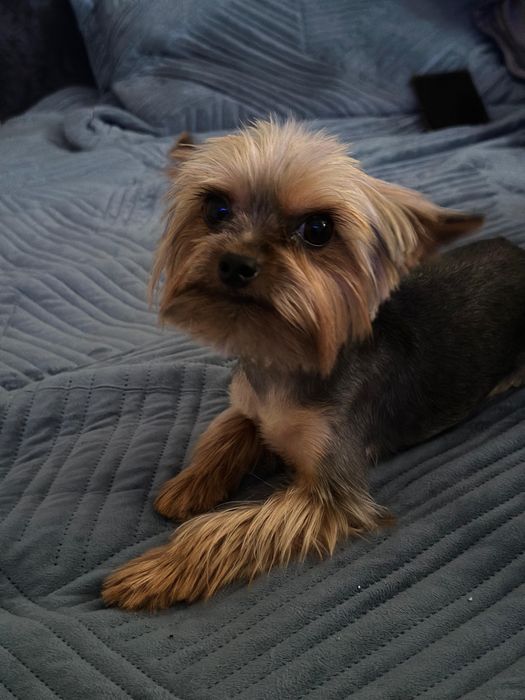 Вязка йоркширский терьер