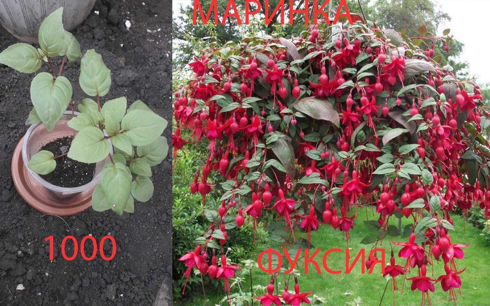 Продам  разные  цветы