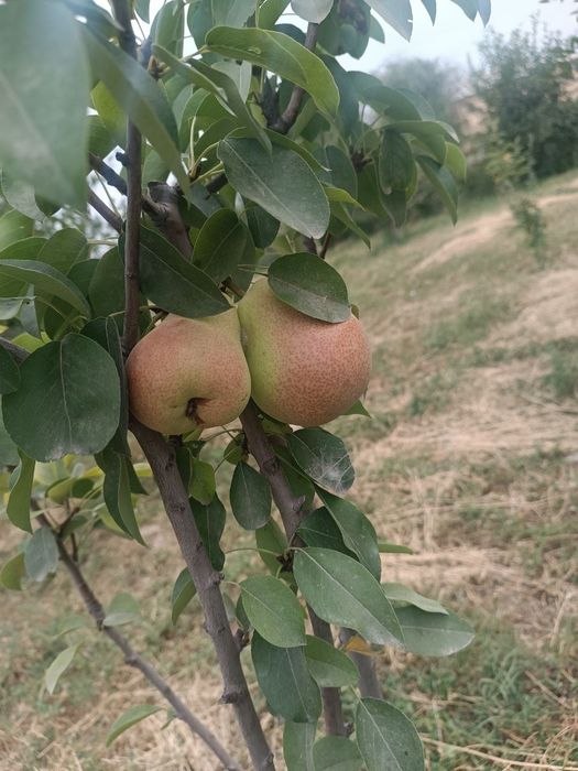 Tayyor ishlab turgan biznes sotiladi!