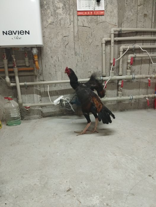 Продам дакан август месяц