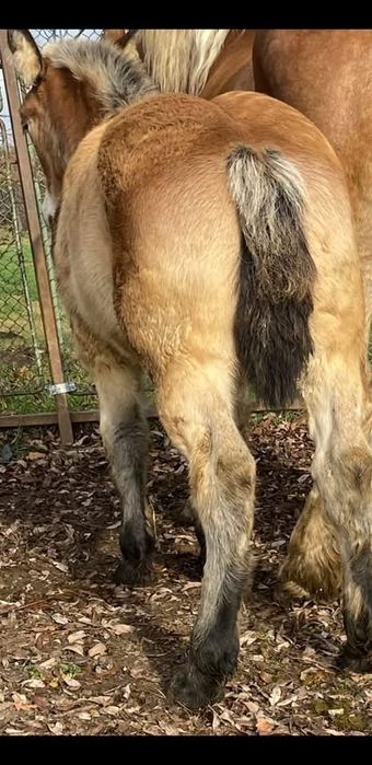 Vand manz de 6 luni  semi greu