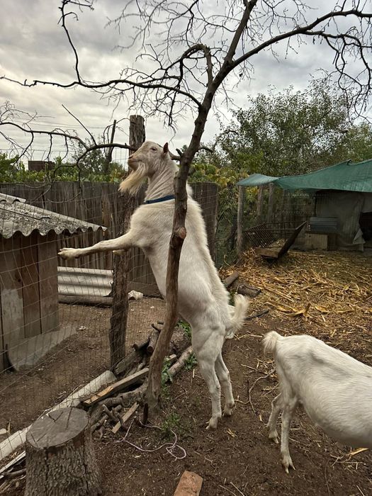 Disponibil tapisor saanen