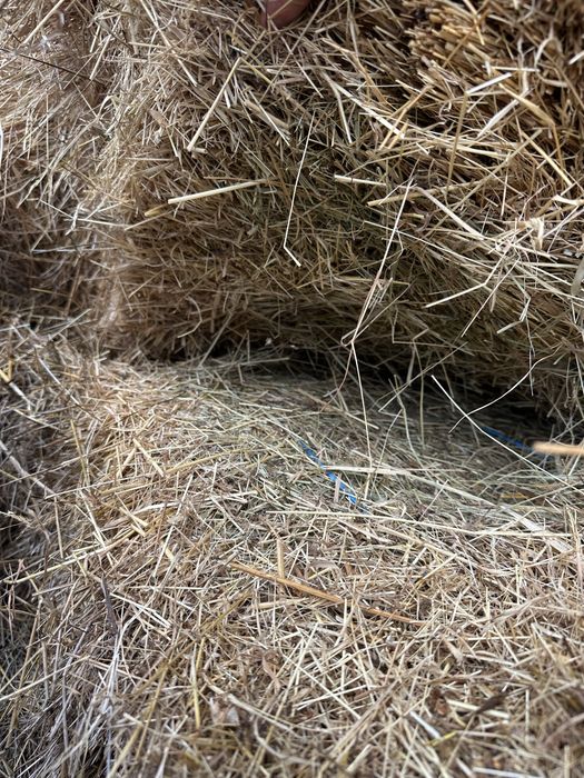 Fan Fân Baloti rotunzi /patrati