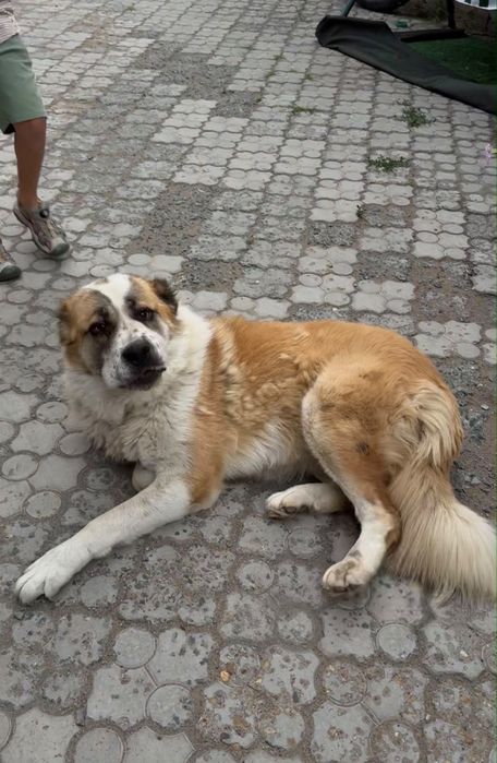 Алабай девочка 2 года