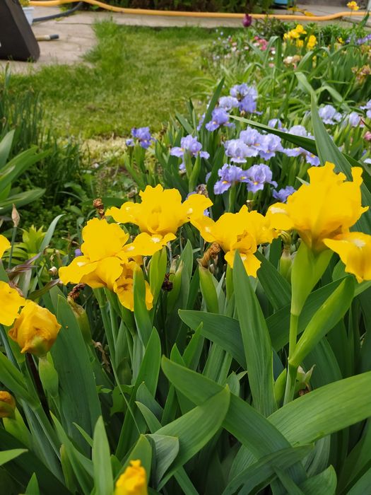 Карликовые ирисы