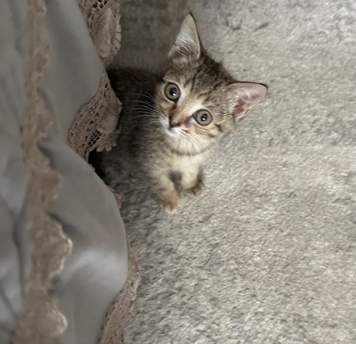 Котята ищут любящих хозяев