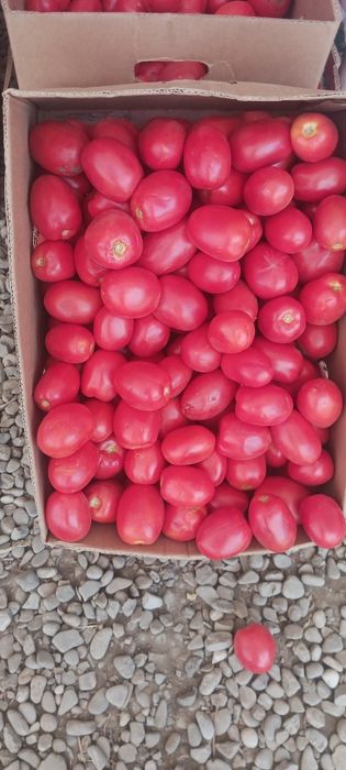 Rosii prunisoară