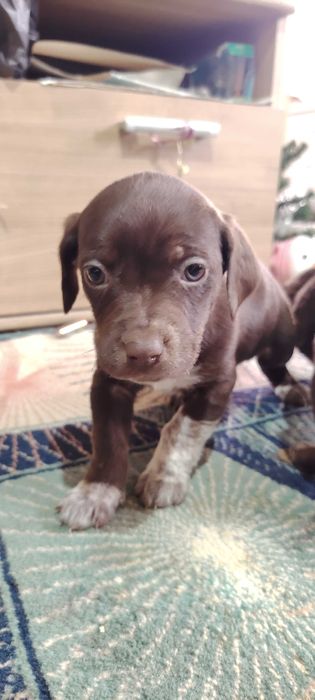 Продават се кученца Курцхар, родени на – 02.11.2025