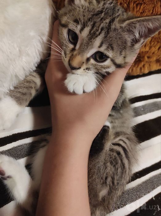 Бесплатно 4 котят (mushuk)