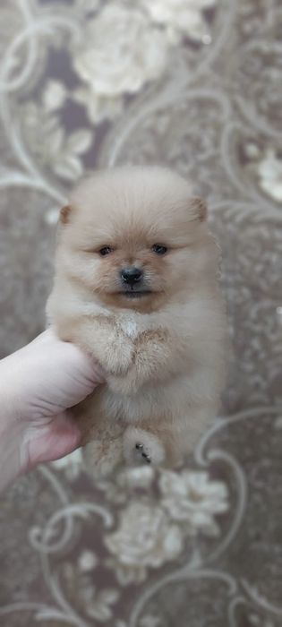 Шпицы щенки готовы к переезду