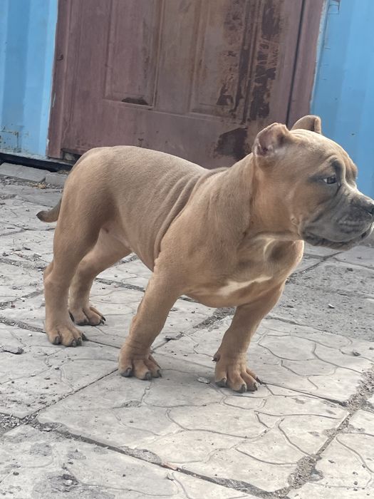 Щенки американский булли