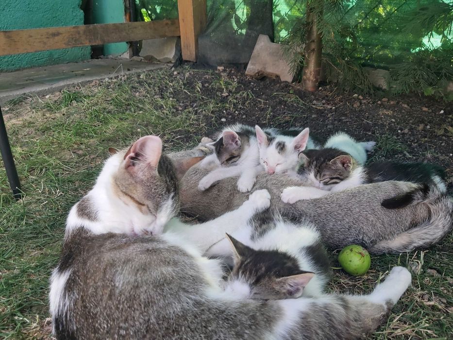 Ofer spre adopție