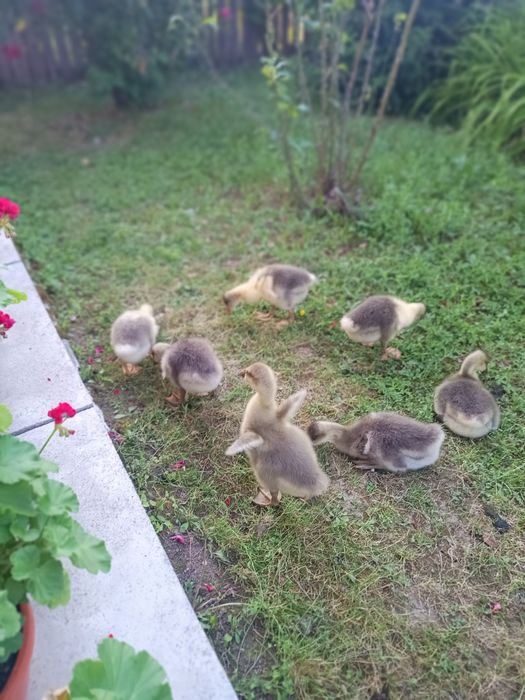 Boboci de gâscă, vârstă 2 saptamâni
