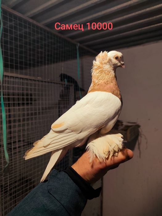 Голуби продаются