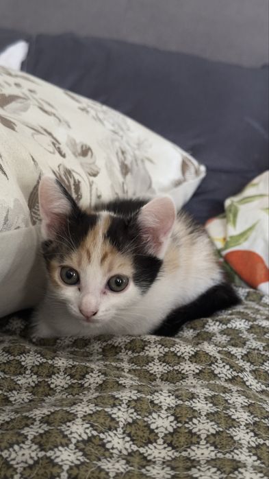 Отдам в добрые руки . Костанай