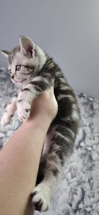 Британские котята