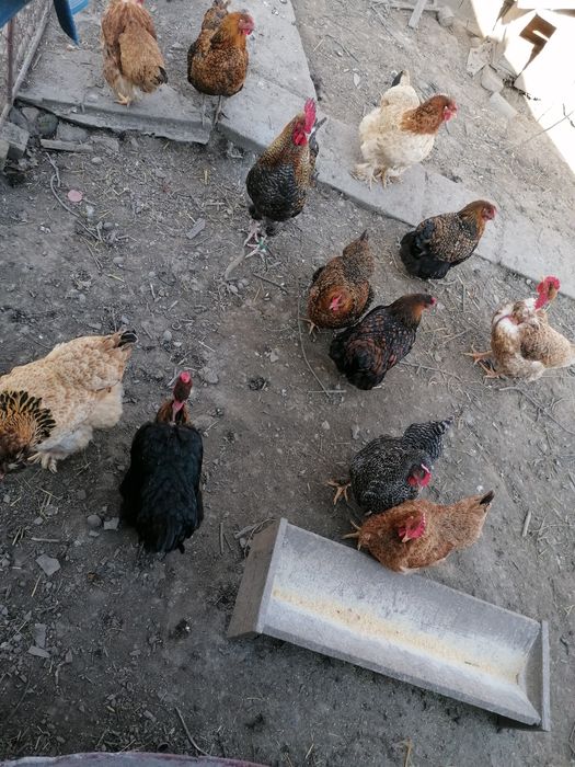 Pui de găină de țară