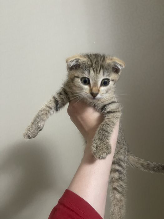 Котенок Шотландского Вислоухого