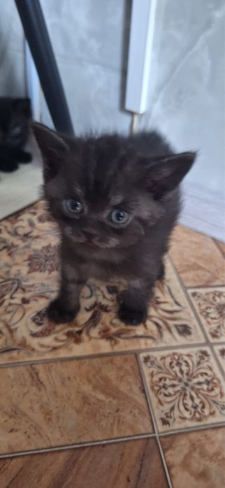 Котята британцы в хорошие руки