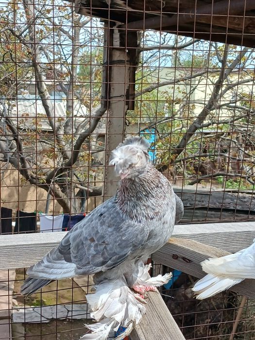 Продам голубей...