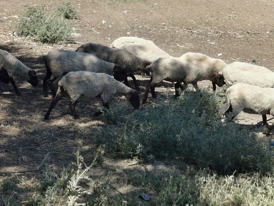 Vand oi metis suffolk