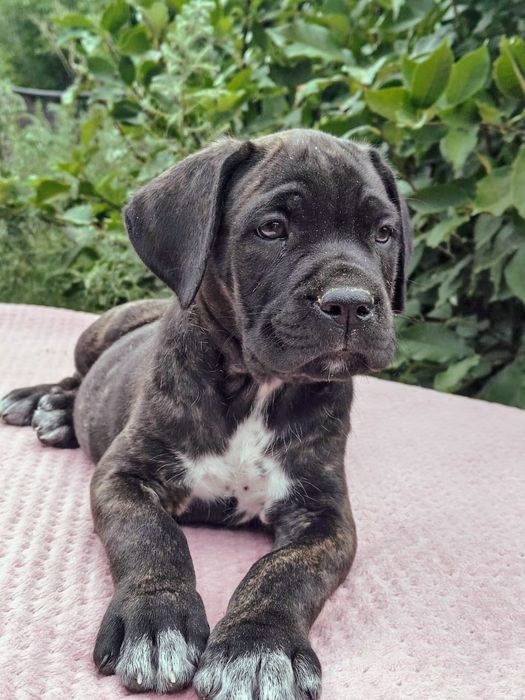 Щенки кане-корсо на продажу