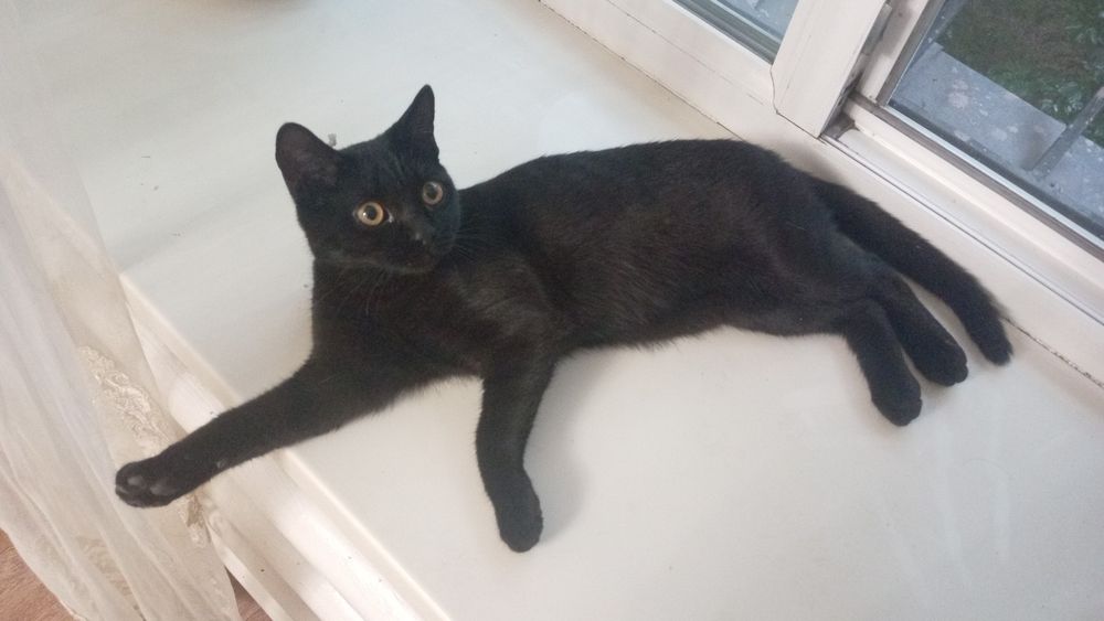 Отдам кота в добрые руки