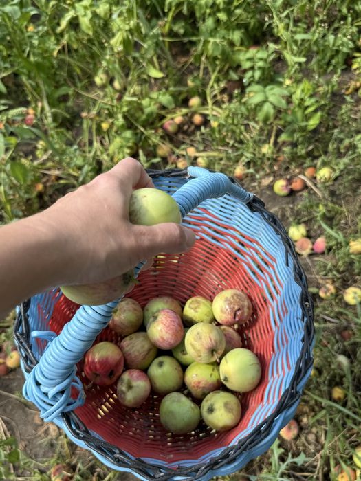 Продам домашние яблоки