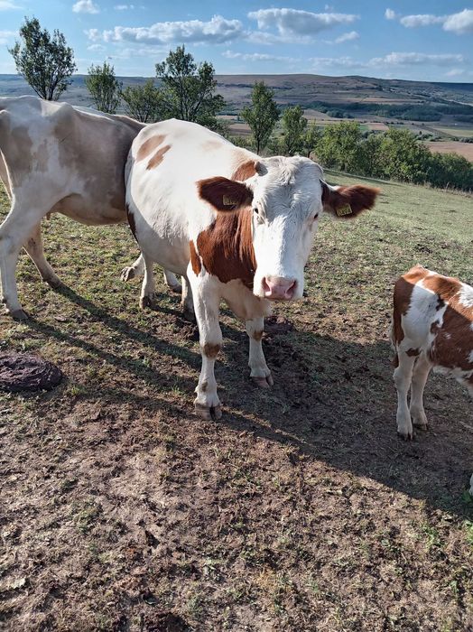 De vânzare lot de 5 bucati