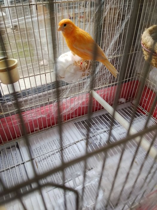 Sotiladi shmel moda ishlamagan hali