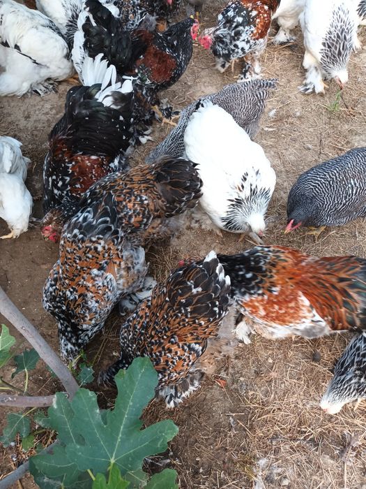 Brahma herminat deschis și brahma porțelan