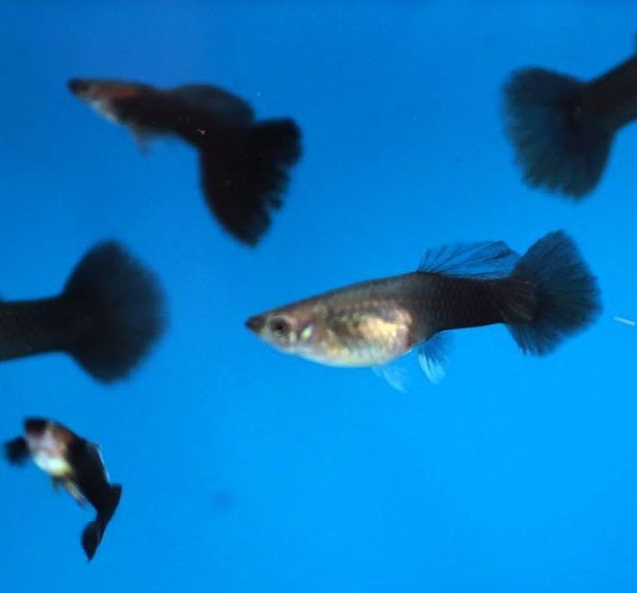 Продаётся мальки гуппи чёрного принца