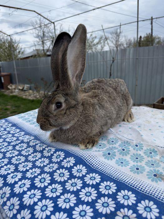 Vand Femela Urias German