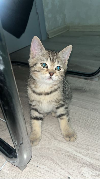 котенок скоттиш страйт