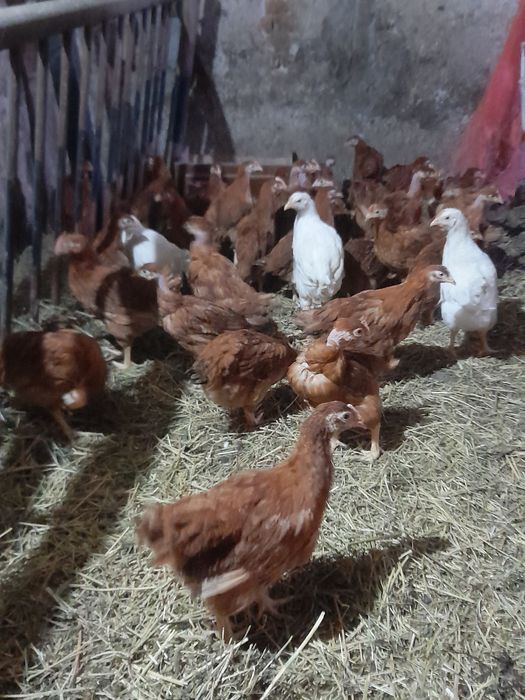 Vând pui rasă mixtă