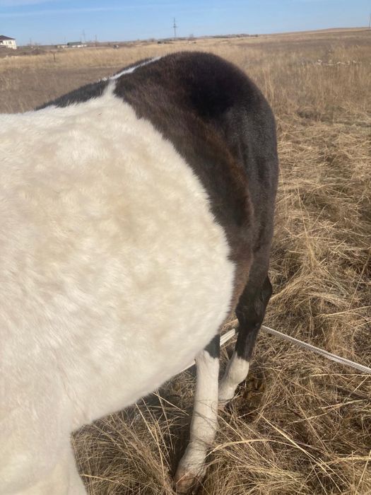 Жабағы  сатылады