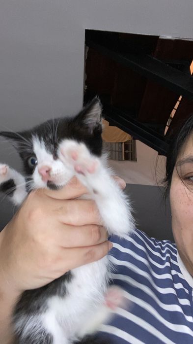 Красивые котятки
