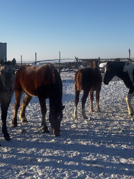 Продам жеребцов 2-3 годовалые